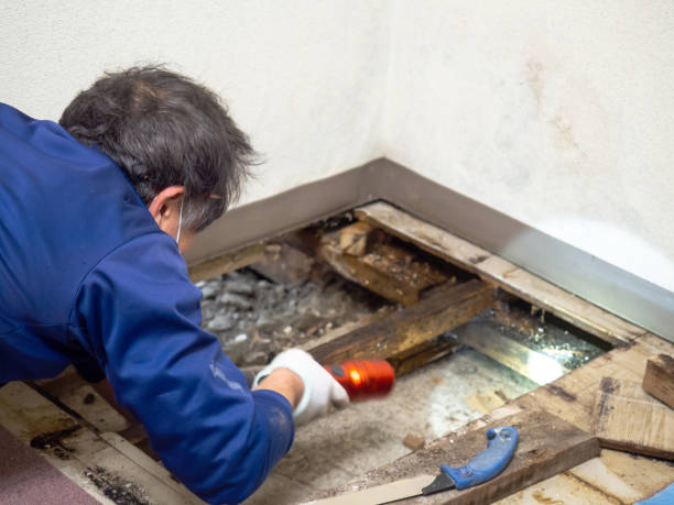 Best Mold Remediation for Specific Building Types in USA